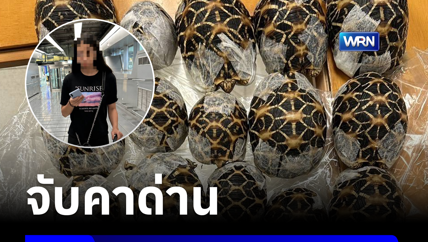 อึ้งทั้งสนามบิน! สาวไต้หวันเอา “เต่าดาวอินเดีย” พันติดตัวกว่า 30 ตัว