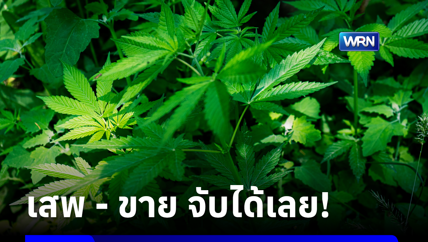สธ.ยันไม่มีนโยบาย “กัญชาเสรี” หากเจอขาย-เสพ จับได้ทันที พร้อมเร่งควบคุมใบอนุญาต – แหล่งเพาะปลูก!