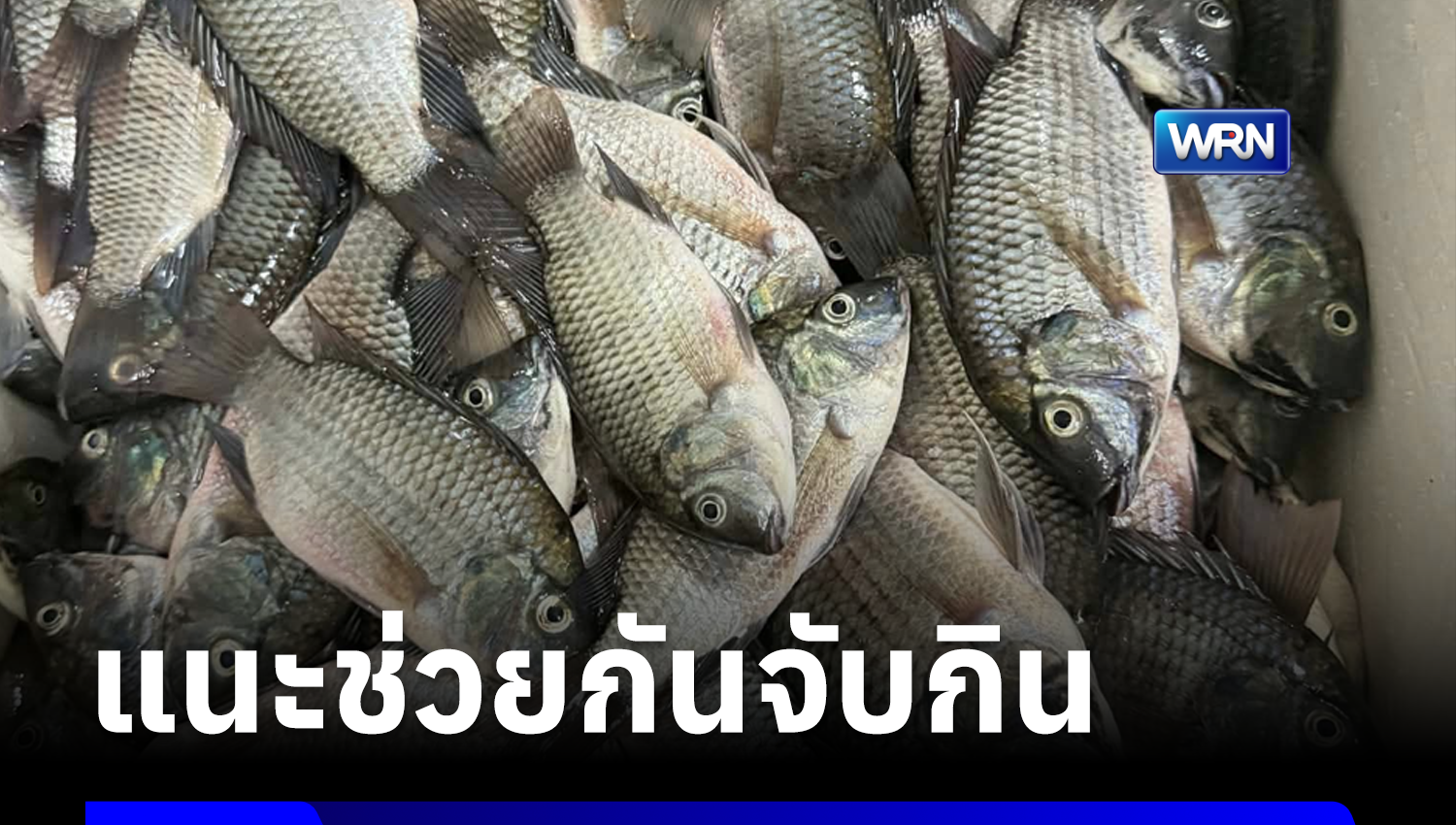 “อ.เจษฎา” ไขข้อสงสัย ทำไมปลาหมอคางดำถึงโผล่ทะเลพัทยา?